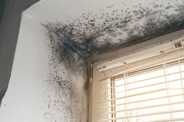 Affordable Commercial Mold Remediation solutions in Burnt Cabins, PA